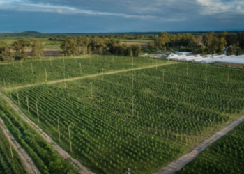 Destacan a Jujuy como polo de producción de Cannabis Medicinal en Argentina