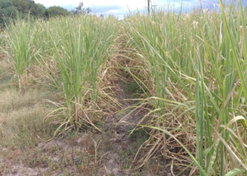 La sequía encendió la pelea por la cosecha de caña de azúcar