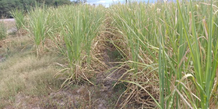La sequía encendió la pelea por la cosecha de caña de azúcar