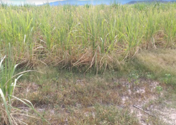 La sequía encendió la pelea por la cosecha de caña de azúcar