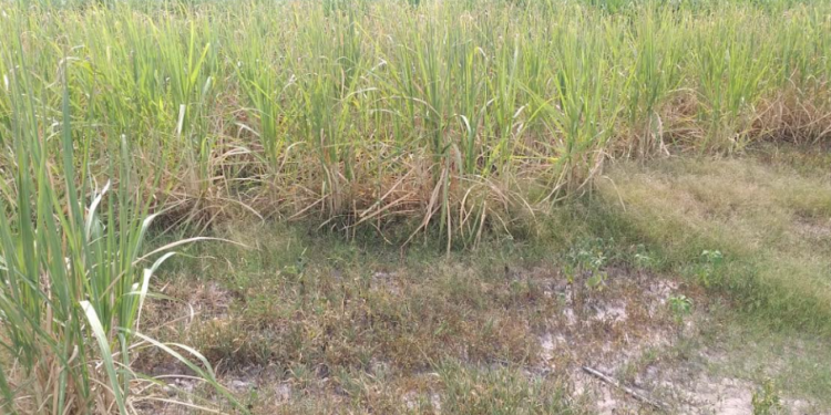 La sequía encendió la pelea por la cosecha de caña de azúcar