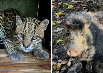 Jujuy firmó convenio con la Fundación Rewilding para la restitución de fauna nativa