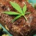 ¿Brownies con marihuana en un colegio jujeño?