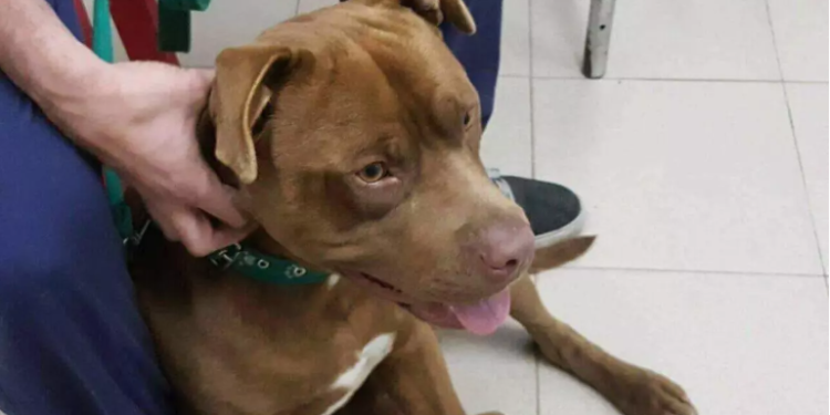 Un pitbull atacó y mató a un niño de 2 años en Jujuy