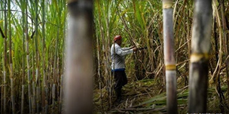 Jorge Rois: “estamos teniendo problemas en el transporte y en la cosecha”