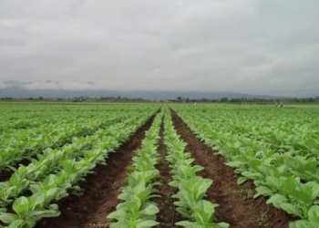 Jujuy alcanzó mayor participación en la distribución del FET