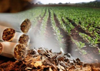 El Gobierno transfirió más de $1800 millones del Fondo Especial de Tabaco