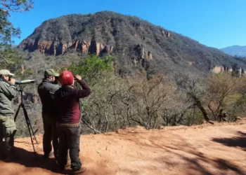 Se realizó el primer censo de Cóndor Andino en la provincia de Jujuy