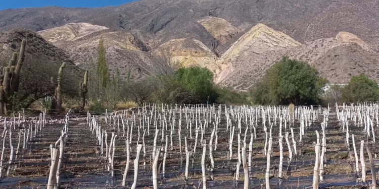 Acciones para fortalecer la exportación de vinos de Jujuy al mundo