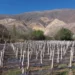 Acciones para fortalecer la exportación de vinos de Jujuy al mundo