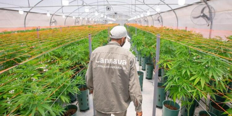 Cannabis: nominan a una empresa argentina como la mejor de Latinoamérica