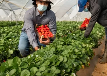 Hoy 8 de Septiembre Día del Agricultor y Productor Agropecuario