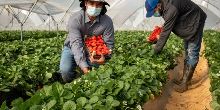 Hoy 8 de Septiembre Día del Agricultor y Productor Agropecuario