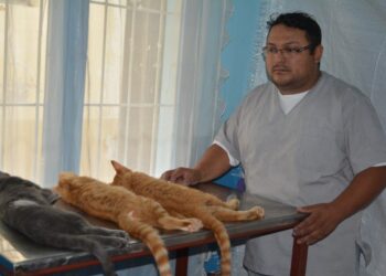 Campaña de castración gratuita en San Pedro de Jujuy