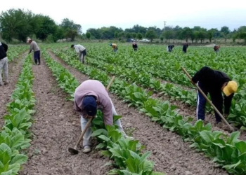Tabaco: se transfirieron más de $952 millones del FET
