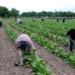 Tabaco: se transfirieron más de $952 millones del FET