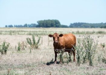 La sequía en Argentina ya afecta a más de 10 millones de hectáreas