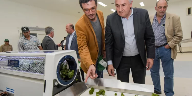 Cannava habilitada por ANMAT como establecimiento elaborador de cannabis medicinal