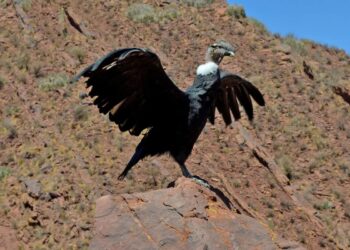 Dia Mundial de los Animales
