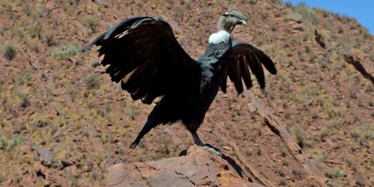 Dia Mundial de los Animales