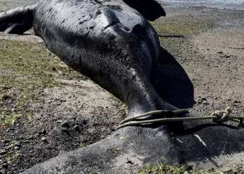 Se encontraron al menos 15 ballenas muertas en la Patagonia Argentina