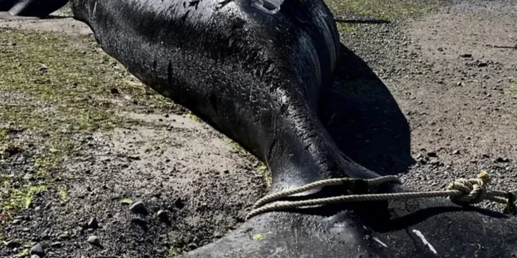 Se encontraron al menos 15 ballenas muertas en la Patagonia Argentina
