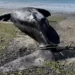 Se encontraron al menos 15 ballenas muertas en la Patagonia Argentina