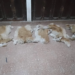 Caza furtiva de vicuñas: hay tres personas detenidas