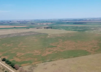 Sequía histórica: se agrava el retraso en la siembra de soja y maíz, los dos cultivos que más divisas aportan al país