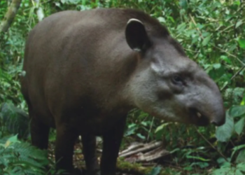 El Tapir fue declarado Monumento Natural Provincial