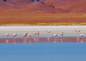 Avances en el Plan de Manejo de Reserva de Biósfera de Pozuelos