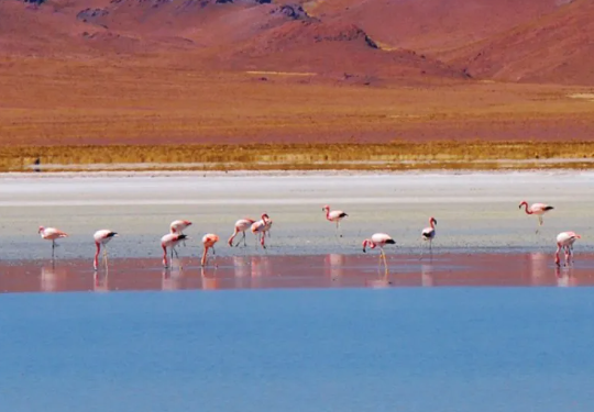 Avances en el Plan de Manejo de Reserva de Biósfera de Pozuelos