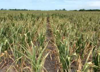 Estiman que las pérdidas en el campo por la sequía equivaldrán a casi 2 puntos del PBI
