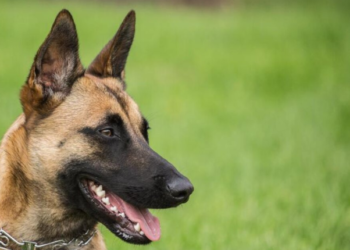 Un nuevo estudio confirmó qué raza de perro es la más inteligente del mundo