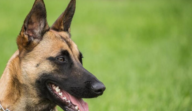Un nuevo estudio confirmó qué raza de perro es la más inteligente del mundo