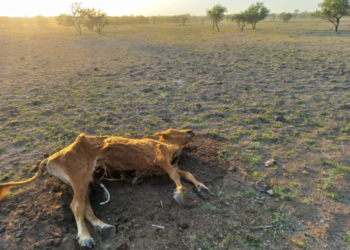En Santa Fe, las vacas pelean por una gota de agua y los productores reclaman la ayuda del Ejército