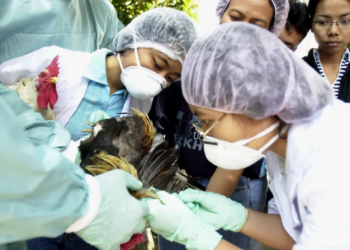 Gripe Aviar: arriban fondos para su lucha