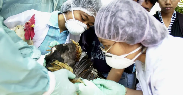 Gripe Aviar: arriban fondos para su lucha