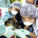 Gripe Aviar: arriban fondos para su lucha