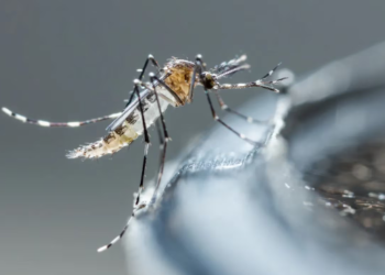 El Gobierno bonaerense confirmó 200 casos autóctonos de dengue y 70 de chikungunya