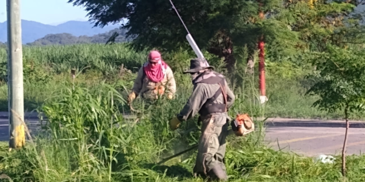 Avanza las tareas de desmalezado en San Pedro