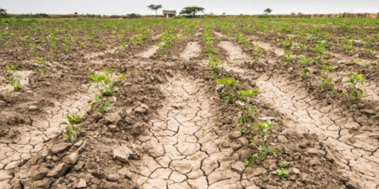 La sequía ya genera «el peor de los últimos 15 ciclos» y complica más a las reservas