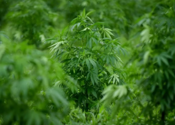 Cannabis legal: cómo se hace aceite medicinal en el primer proyecto de producción de la Argentina