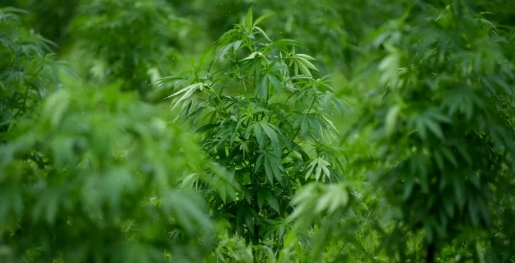 Cannabis legal: cómo se hace aceite medicinal en el primer proyecto de producción de la Argentina