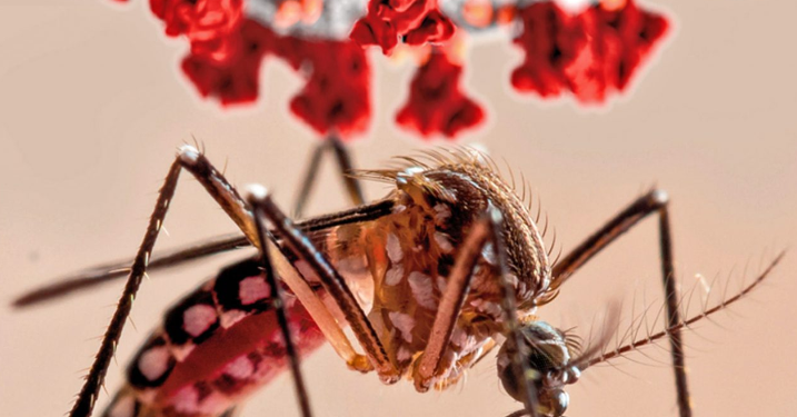 Jujuy suma un total de 2968 casos de dengue, de los cuales 1049 corresponden a San Pedro