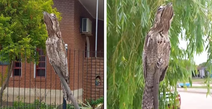 Apareció el “pájaro fantasma” en Chaco: la escalofriante leyenda que rodea al ave que llora sin consuelo