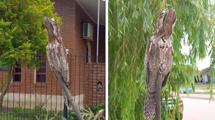 Apareci el p jaro fantasma en Chaco la escalofriante leyenda