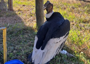 El cóndor encontrado en Purmamarca será intervenido en el Centro Temaiken
