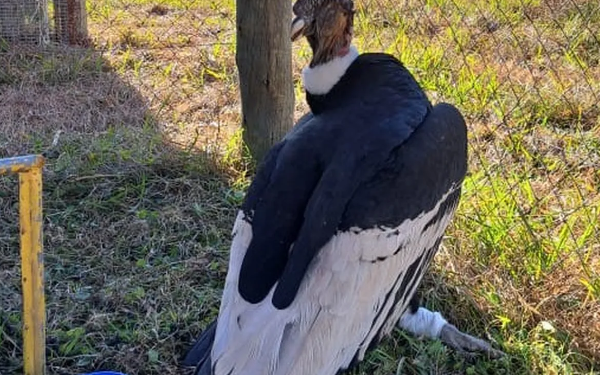El cóndor encontrado en Purmamarca será intervenido en el Centro Temaiken