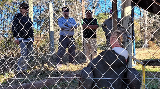 Operación exitosa del Cóndor andino hallado en Purmamarca